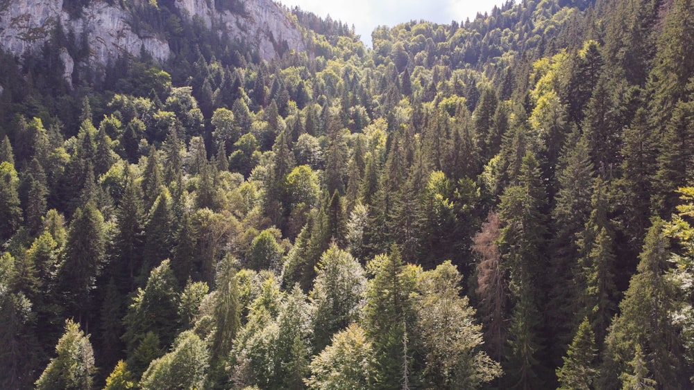 an aerial view of a forest with a mountain in the background