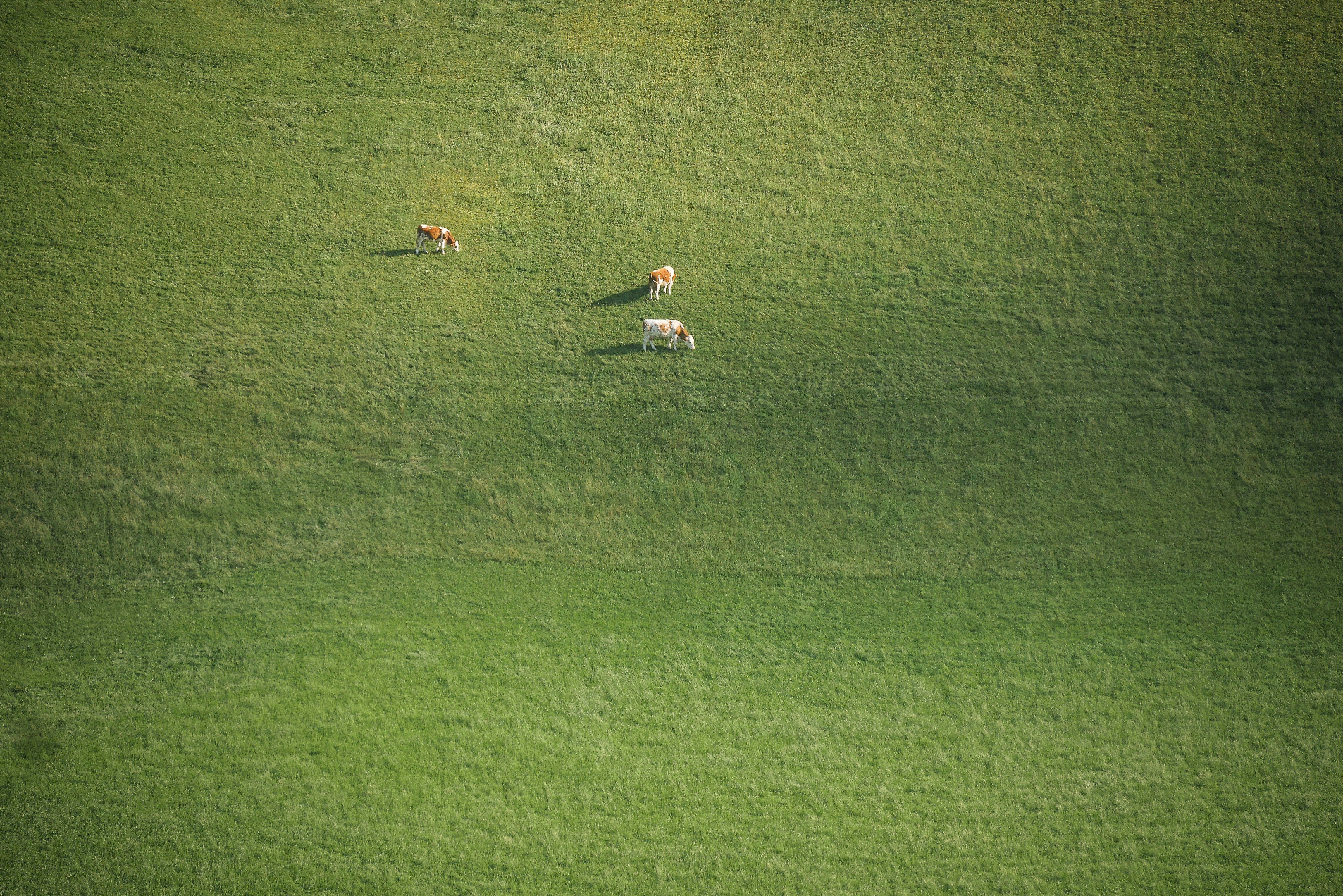 Eine Rinderherde, die über eine üppig grüne Wiese läuft
