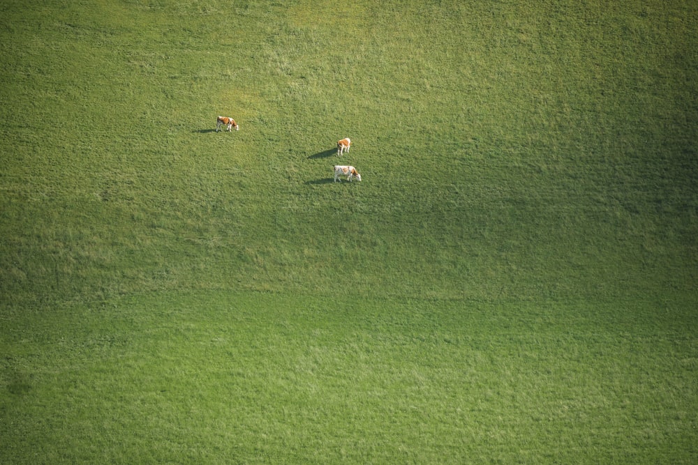 a herd of cattle walking across a lush green field