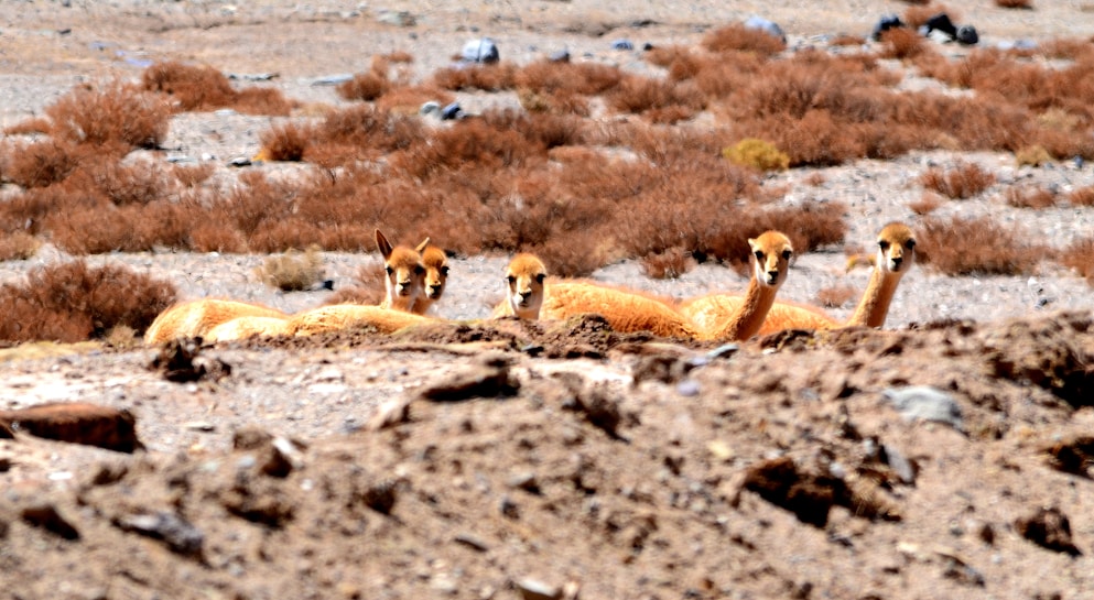 Four guanacos are lying on a rocky and sandy terrain with brown shrubs scattered in the background.