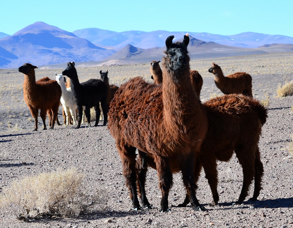 a group of llamas in the desert with mountains in the background