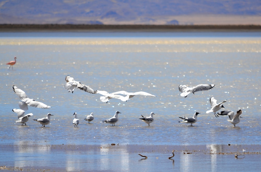 a flock of seagulls standing on a beach next to a body of water