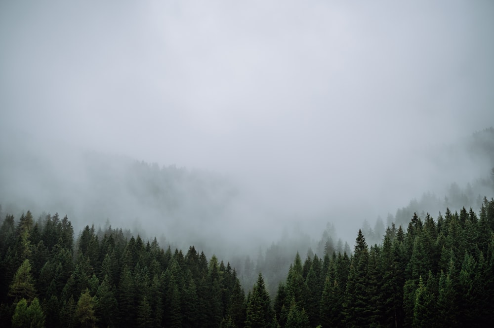 a group of trees in the middle of a foggy forest