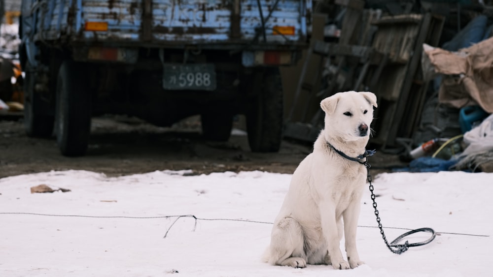 a white dog sitting on a leash in the snow