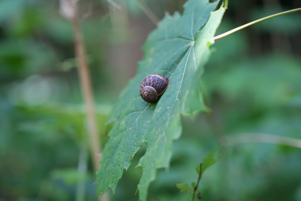 a close up of a snail on a leaf