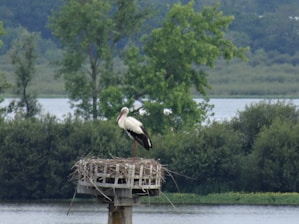 A stork stands on a large nest built atop a wooden platform near a body of water, surrounded by lush green foliage and trees in the background.