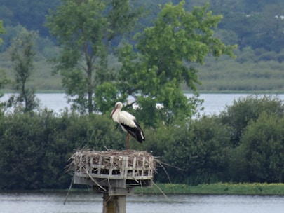 A stork stands on a large nest built atop a wooden platform near a body of water, surrounded by lush green foliage and trees in the background.