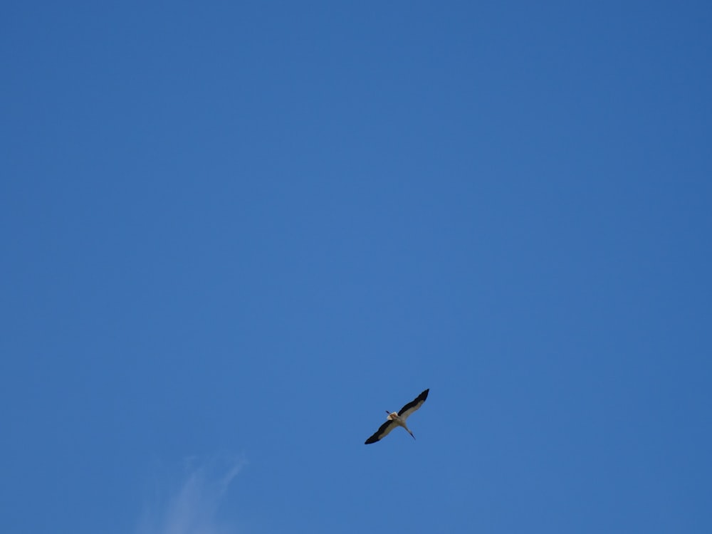 a bird flying high up in the sky