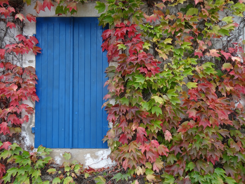 uma janela azul cercada por folhas verdes e vermelhas