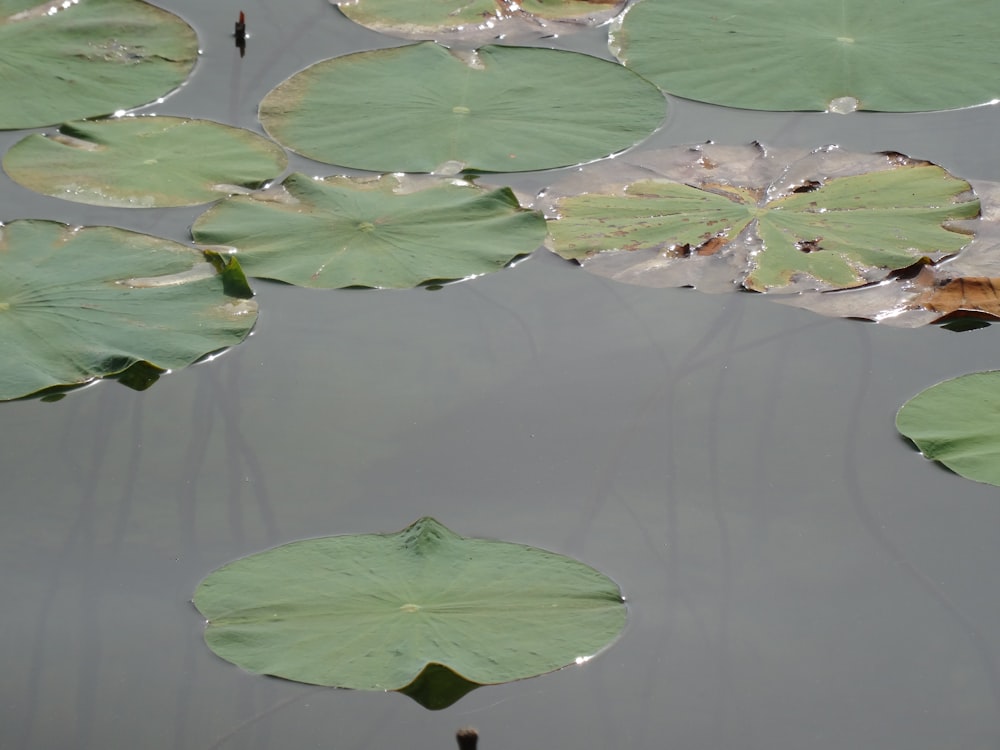 lily pads floating on the surface of a pond
