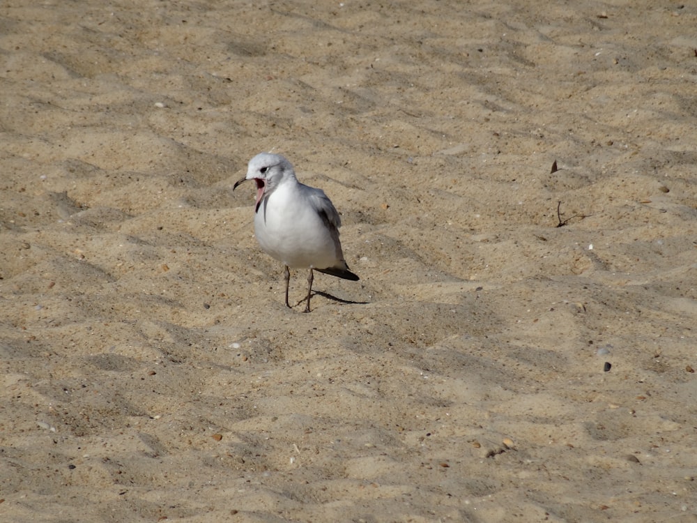 a small white bird standing on a sandy beach