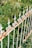 A wrought iron fence with decorative spearhead finials stands in a lush garden. The fence shows signs of rust, accentuating its aged appearance. In the background, there is dense greenery with various plants and wildflowers.