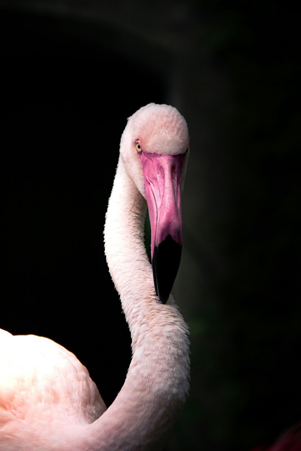 a close up of a pink flamingo with a black background