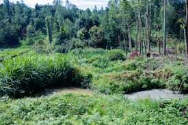 A lush green landscape featuring dense foliage and numerous tall trees. Two small ponds are present, surrounded by vibrant greenery. The scene is rich with various shades of greens, interspersed with some patches of red flora. The trees are straight and slender, creating a serene and natural atmosphere.