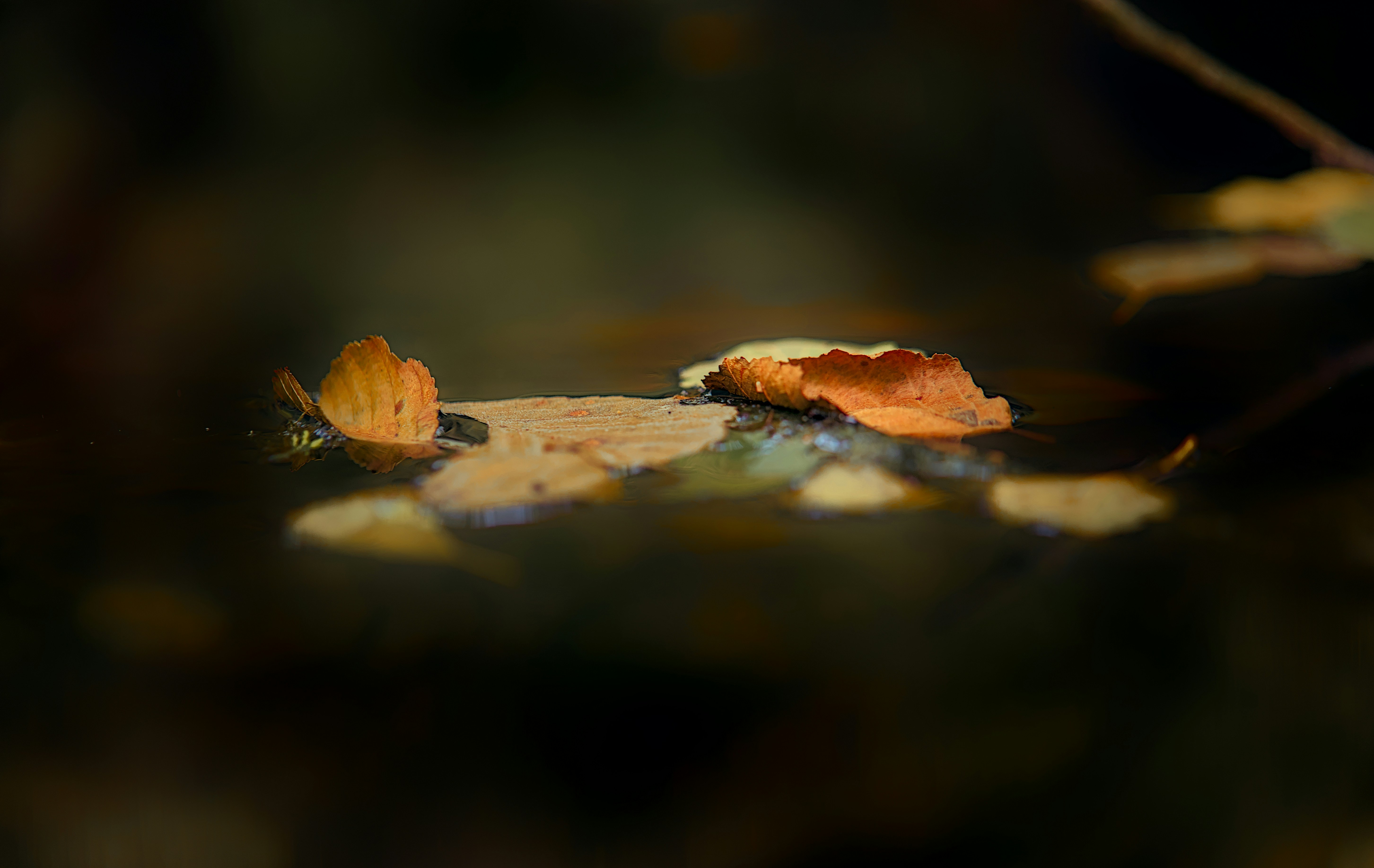 Photo by blooddrainer