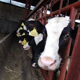 A row of black and white cows with yellow ear tags are standing in a feeding trough inside a barn. The focus is on the cow closest to the camera, which looks directly at the viewer. The barn has red metal bars framing the feeding area and hay scattered on the ground.
