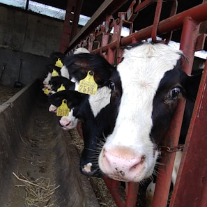 A row of black and white cows with yellow ear tags are standing in a feeding trough inside a barn. The focus is on the cow closest to the camera, which looks directly at the viewer. The barn has red metal bars framing the feeding area and hay scattered on the ground.