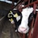 A row of black and white cows with yellow ear tags are standing in a feeding trough inside a barn. The focus is on the cow closest to the camera, which looks directly at the viewer. The barn has red metal bars framing the feeding area and hay scattered on the ground.