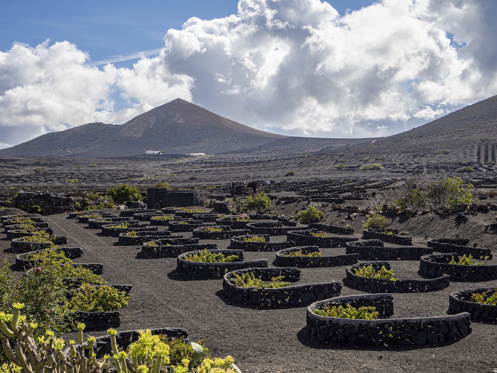 a field of plants with a mountain in the background