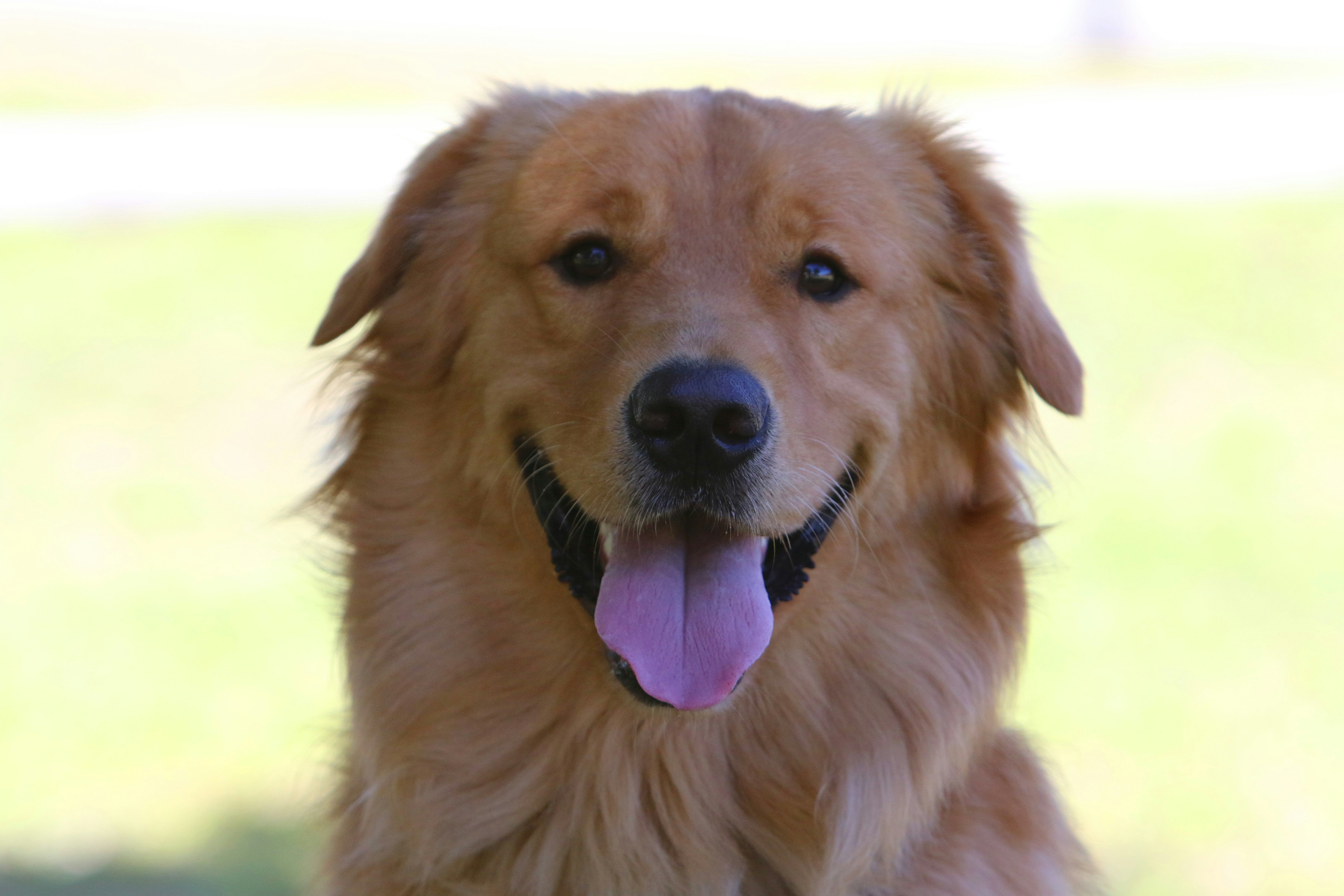 Golden retriever Luna with a warm golden coat, smiling at camera