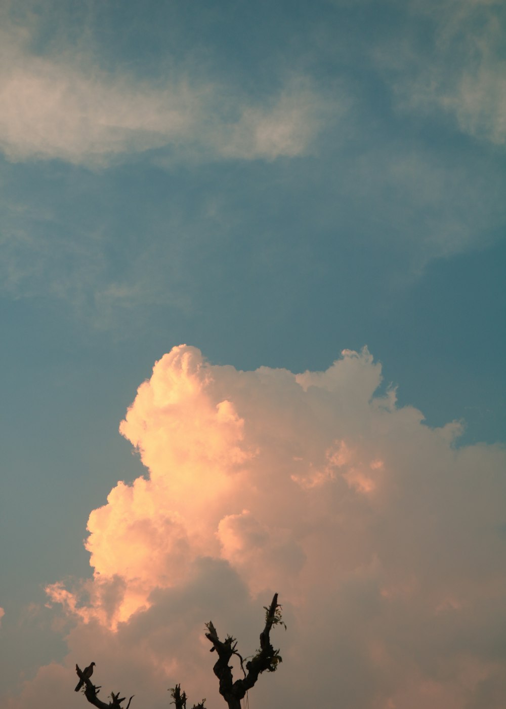 a tree is silhouetted against a cloudy sky