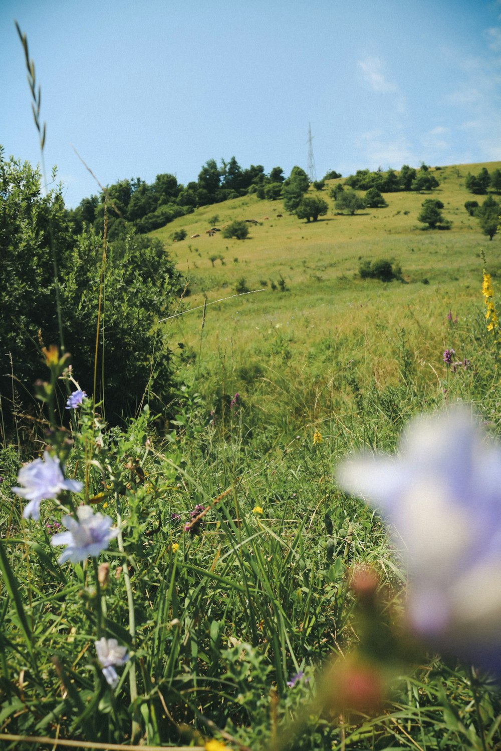 Un campo con flores y una colina al fondo