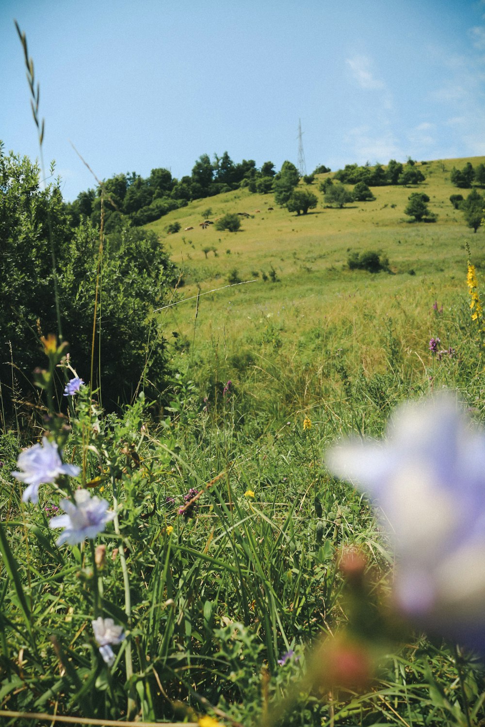 a field with flowers and a hill in the background