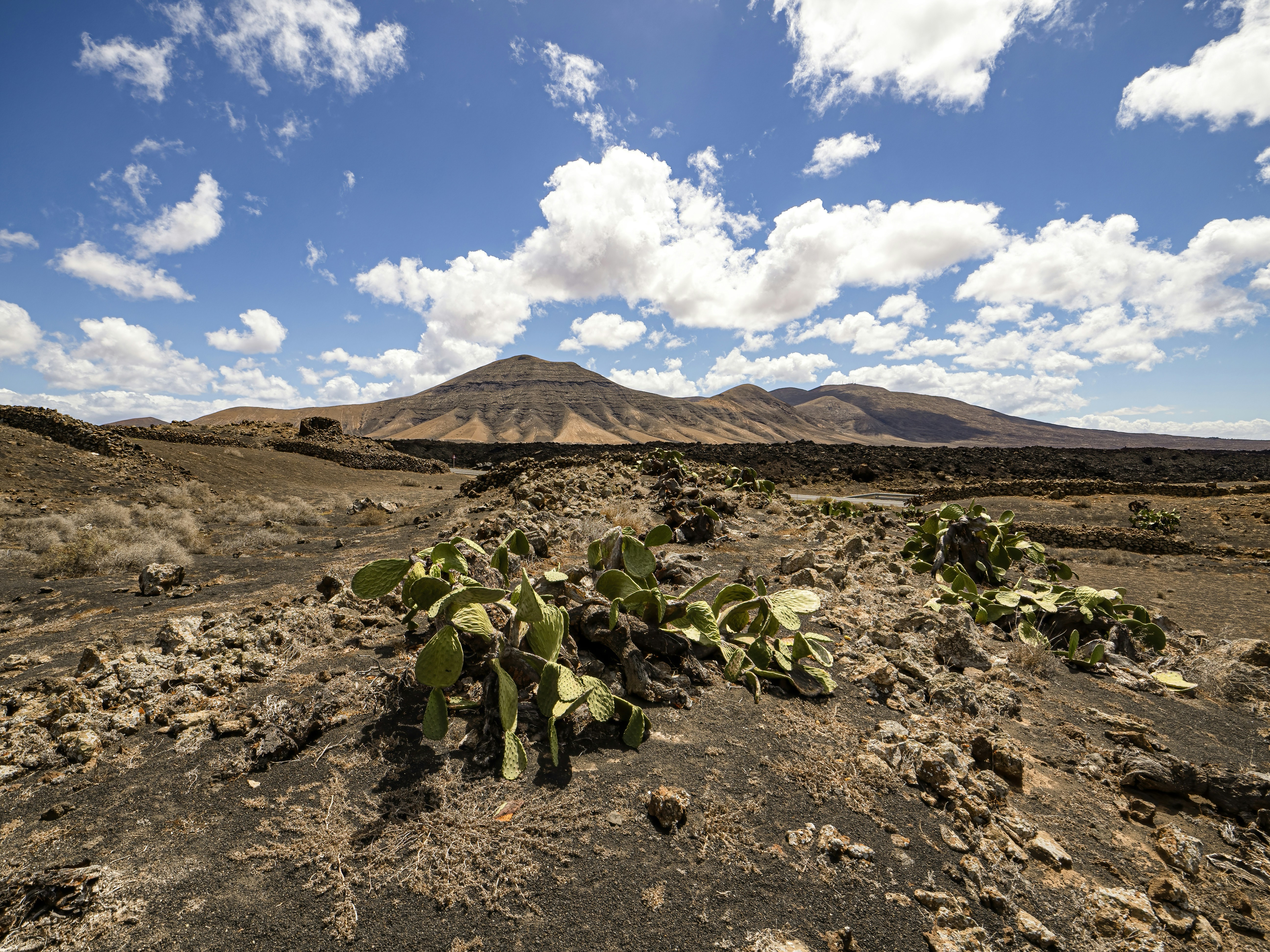 From Destruction to Regeneration: The Volcanic Plant Cycle (image credits: unsplash)