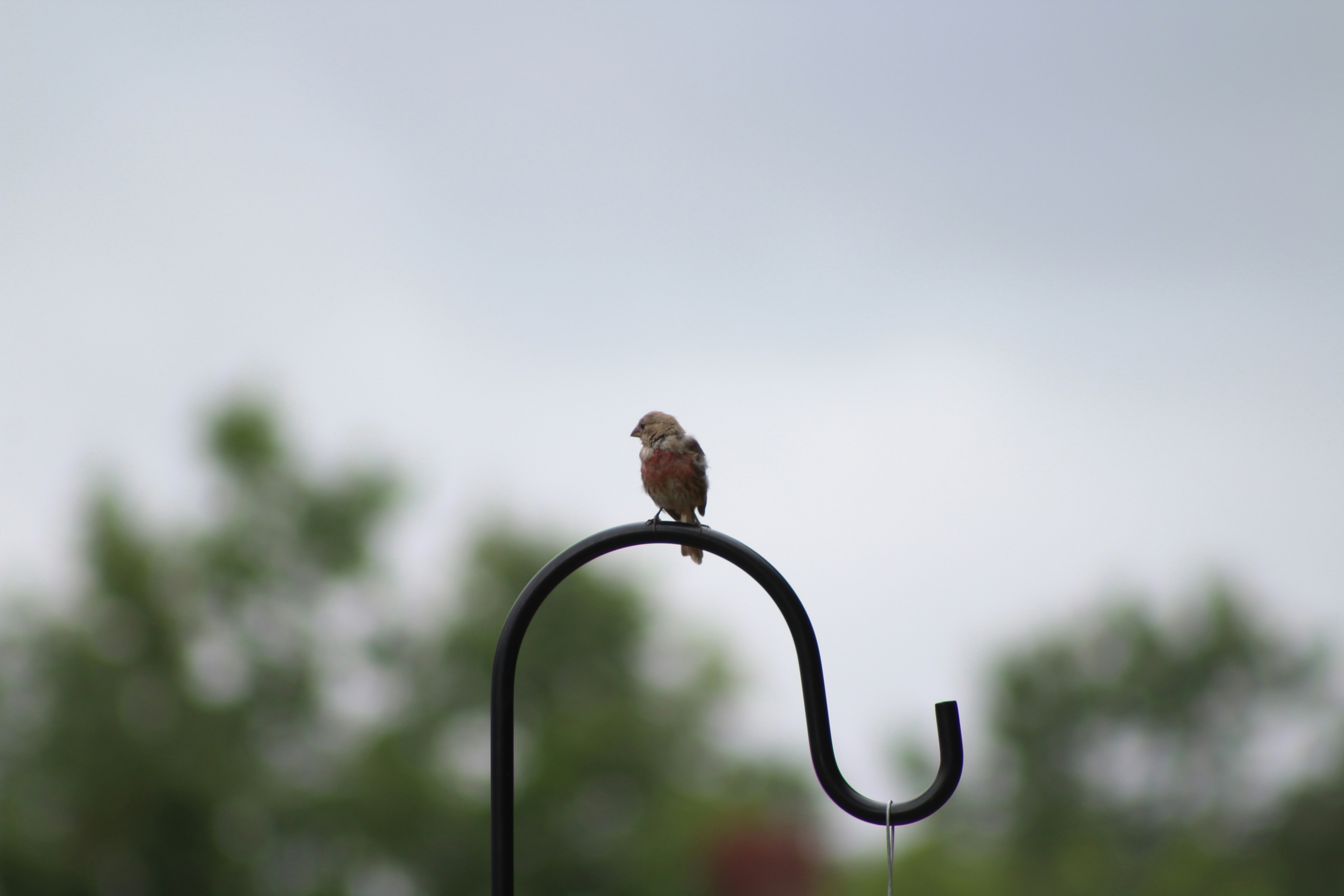 a small bird sitting on top of a metal pole