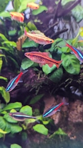 Several colorful fish swim among lush green aquatic plants. The fish display vibrant hues of red, blue, and orange, and their scales shimmer under the water. The background is filled with green leaves and stems, creating a natural underwater habitat.