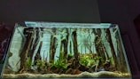 A cozy aquascape featuring driftwood, rocks, and vibrant aquatic plants.