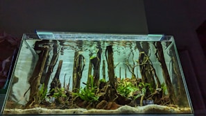 A paludarium blending water, rocks, and greenery creating a balanced natural habitat