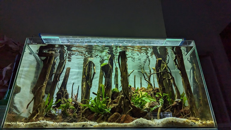 An aquarium filled with water features tall, vertical pieces of driftwood and vibrant green aquatic plants. The substrate is a combination of sand and gravel, and the lighting creates a serene, underwater atmosphere.