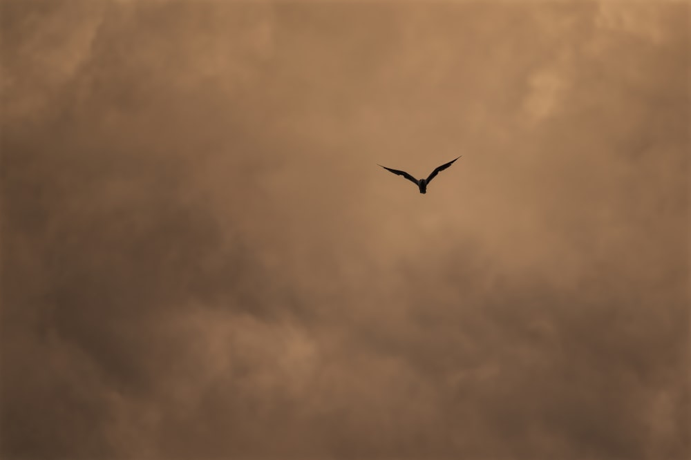 a bird flying through a cloudy sky on a cloudy day