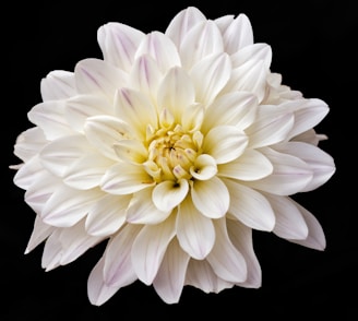 A large, fully bloomed white dahlia with numerous petals arranged symmetrically. The petals have subtle hints of light pink at their tips and are layered around a slightly yellow center. The background is solid black, highlighting the flower's delicate features.