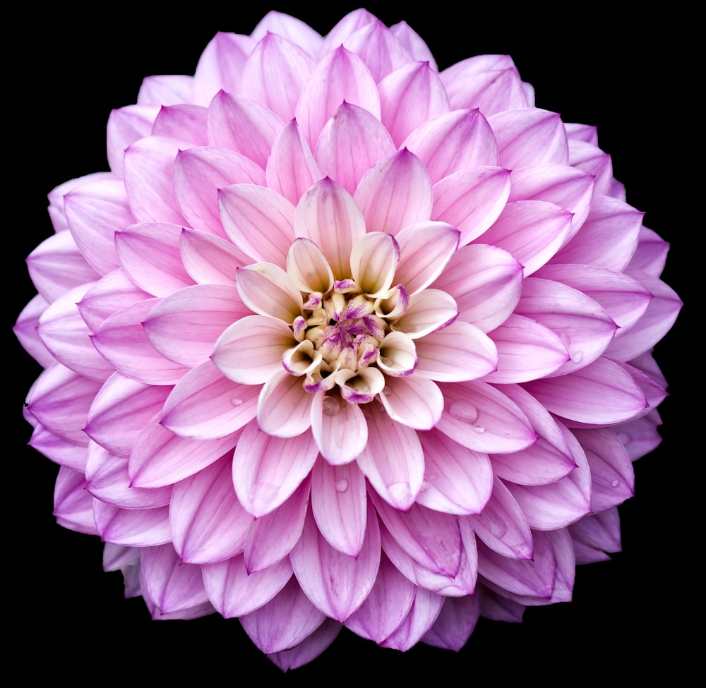 a close up of a pink flower on a black background