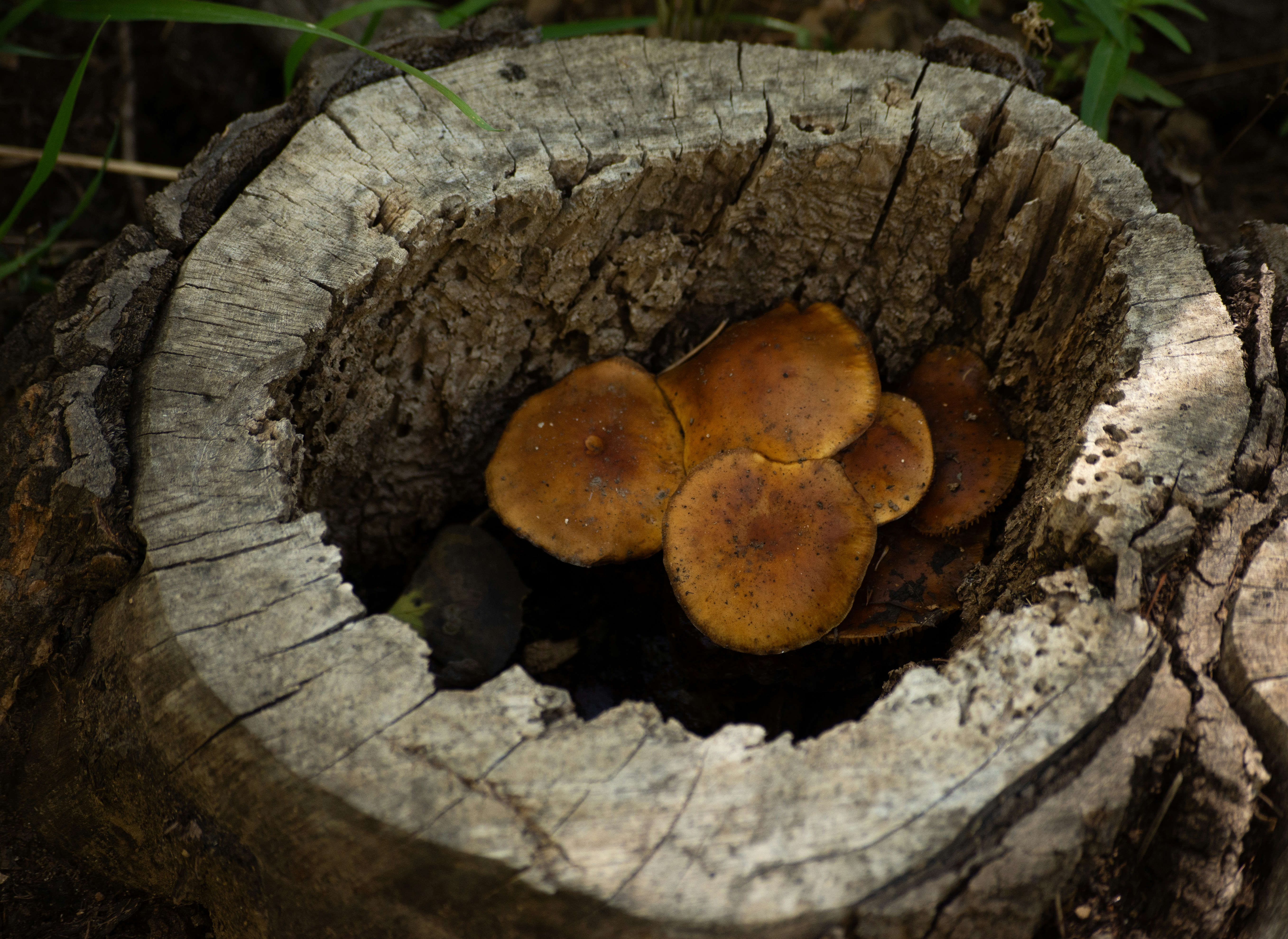 Honey Mushroom Cluster On Wood
