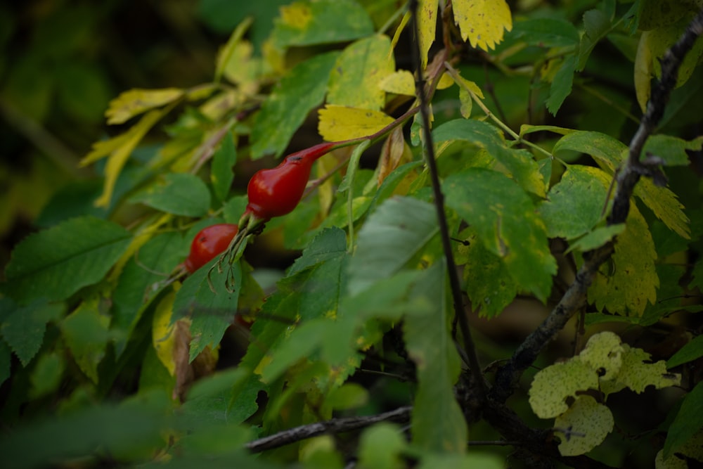 a couple of red berries hanging from a tree