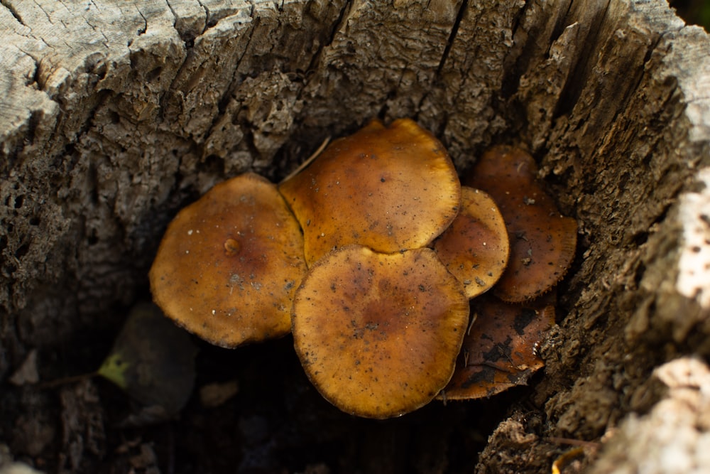 a group of mushrooms growing out of a tree stump