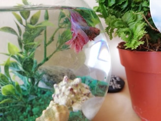 A vibrant betta fish with red and blue colors swims inside a small aquarium. The fish tank is decorated with green aquatic plants and seashells settled at the bottom. Beside the aquarium, there is a pot with leafy green plants, adding a natural and fresh element to the scene.