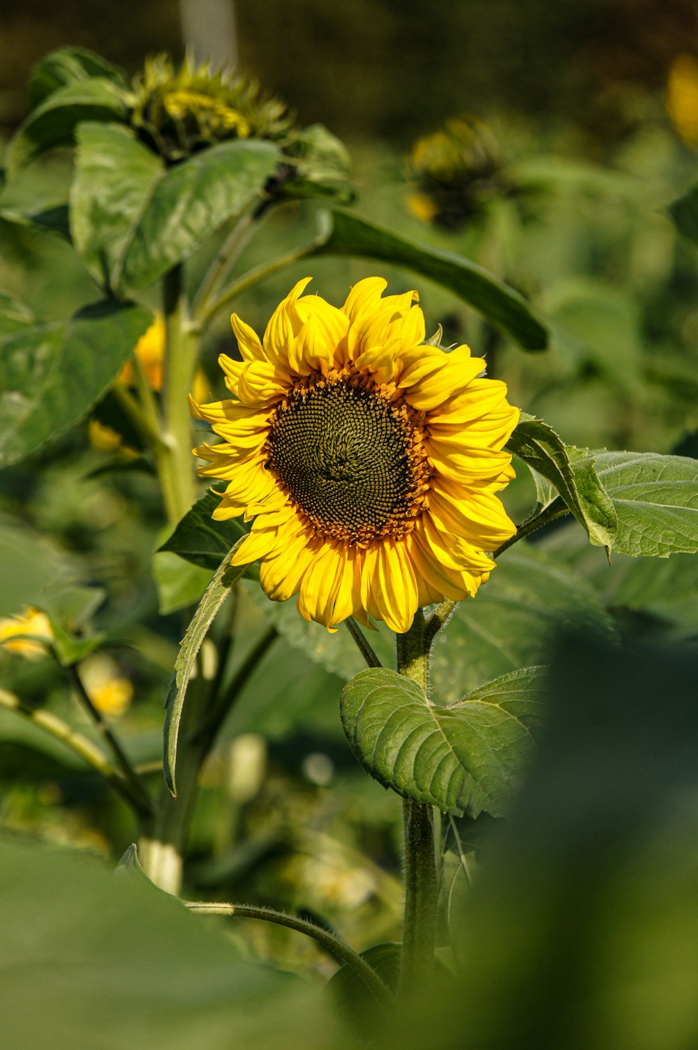 a sunflower in a field of green leaves
