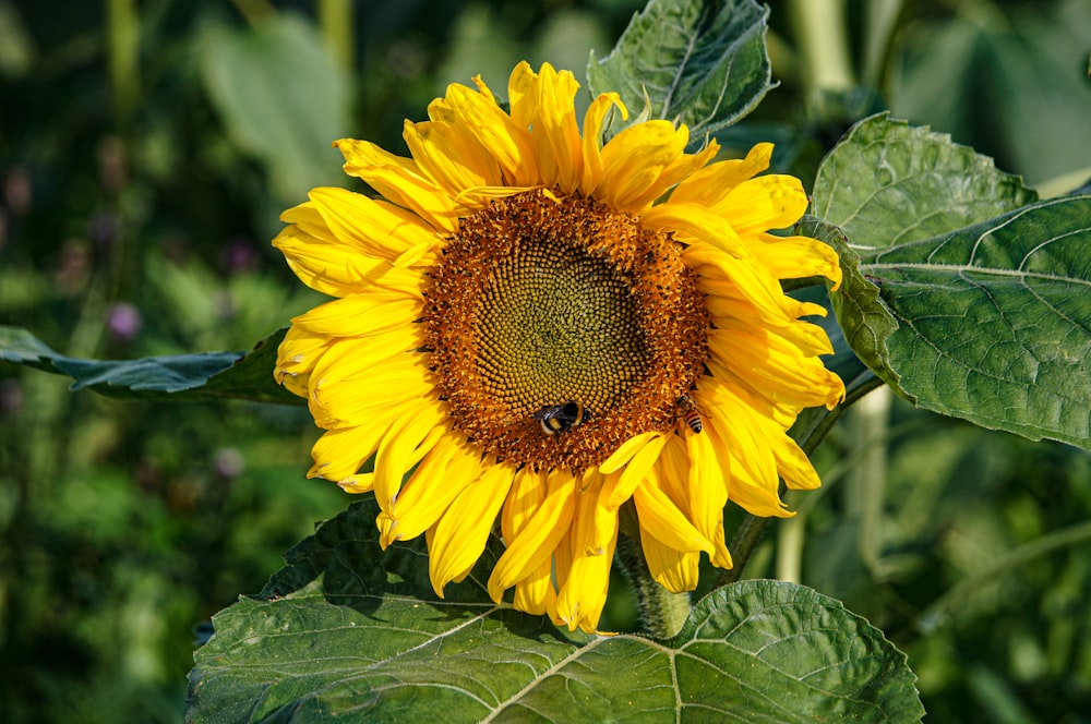 a large sunflower with a bee on it