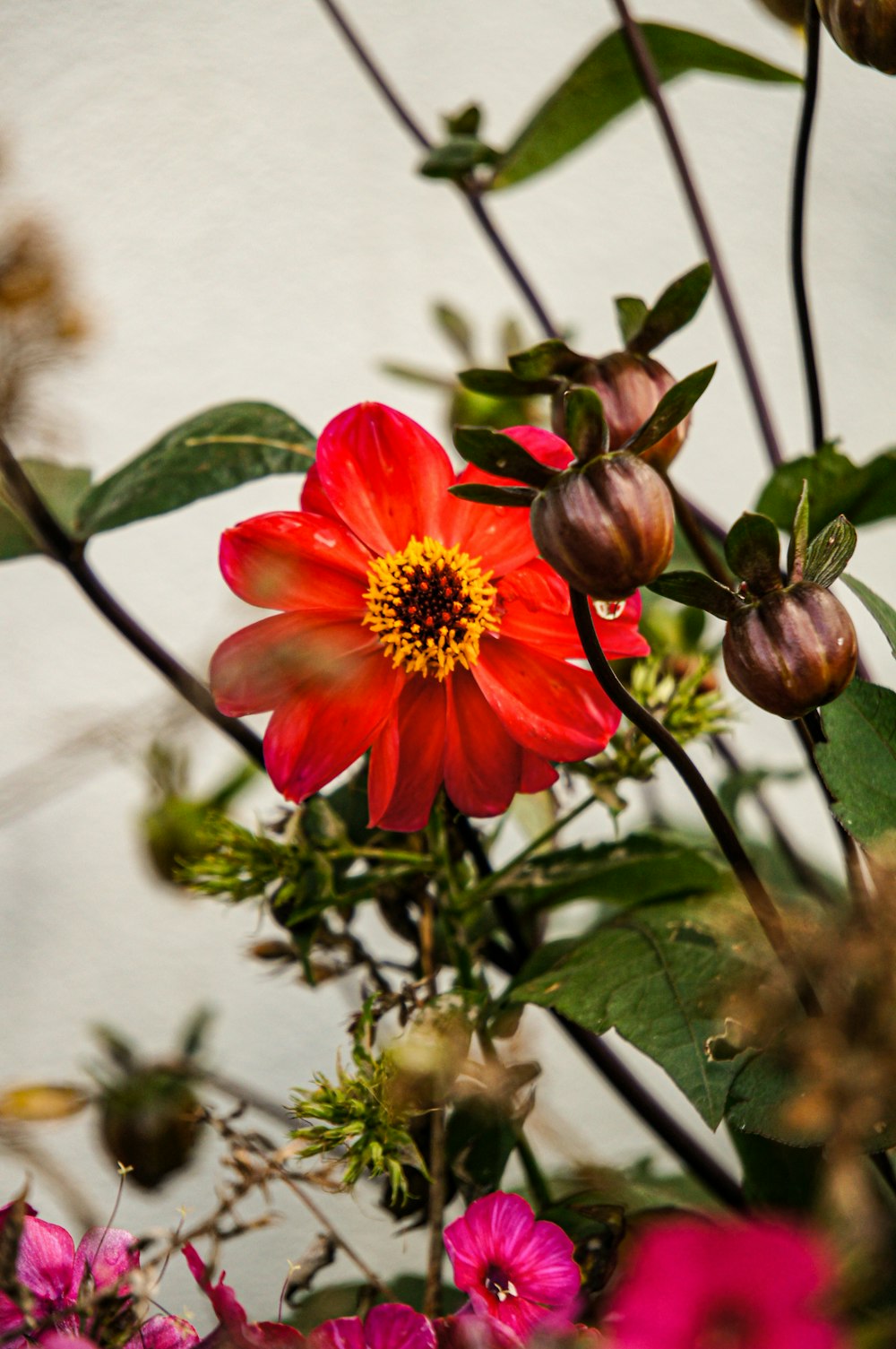 a red flower with a yellow center surrounded by pink and purple flowers