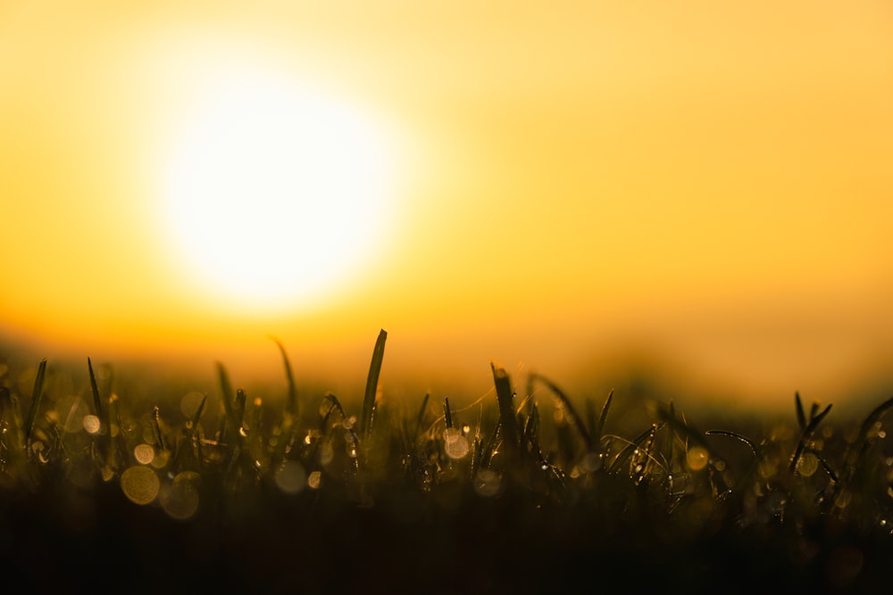 the sun is setting over a grassy field