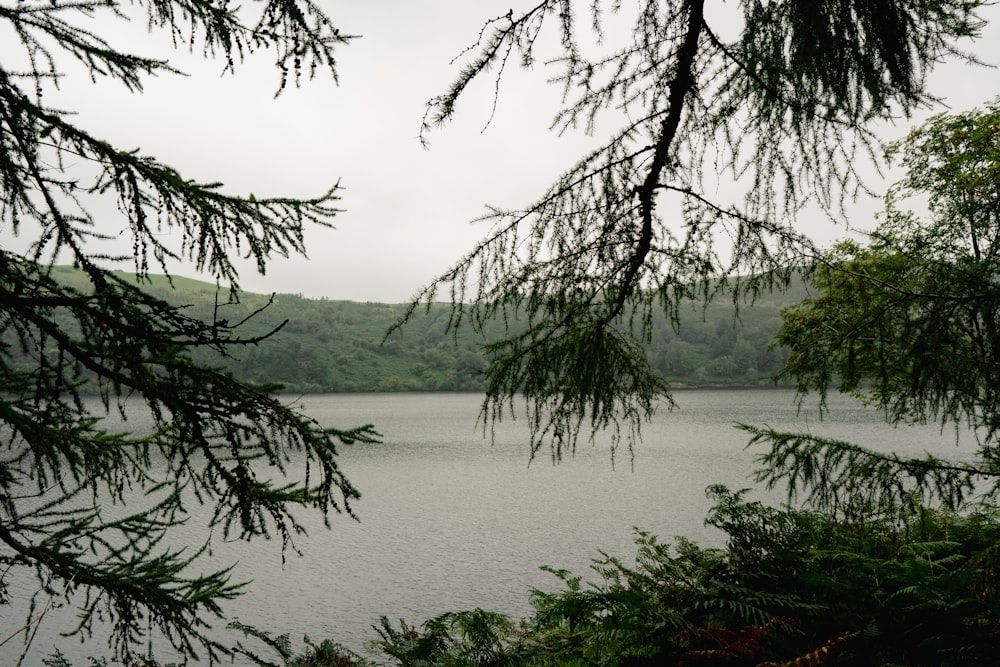 a body of water surrounded by trees on a cloudy day