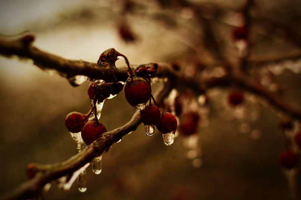 a branch with drops of water hanging from it