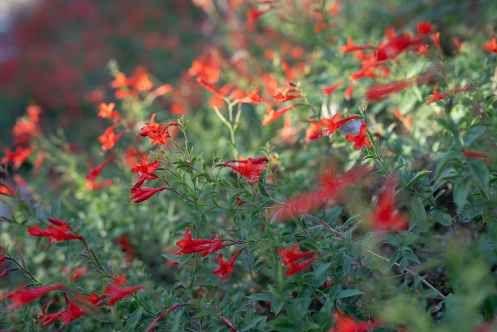 a bunch of red flowers that are in the grass