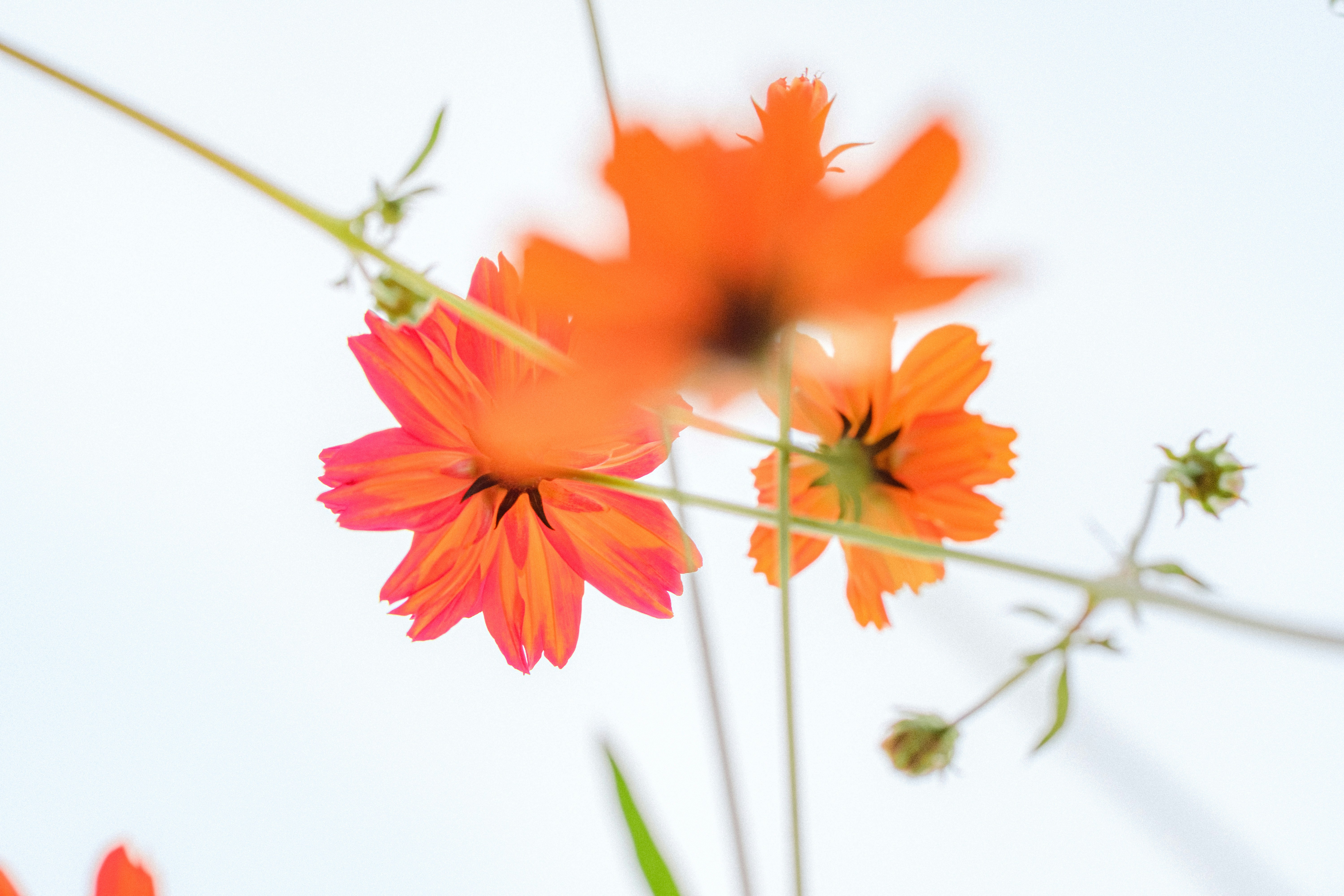 Photo by xiexianghua