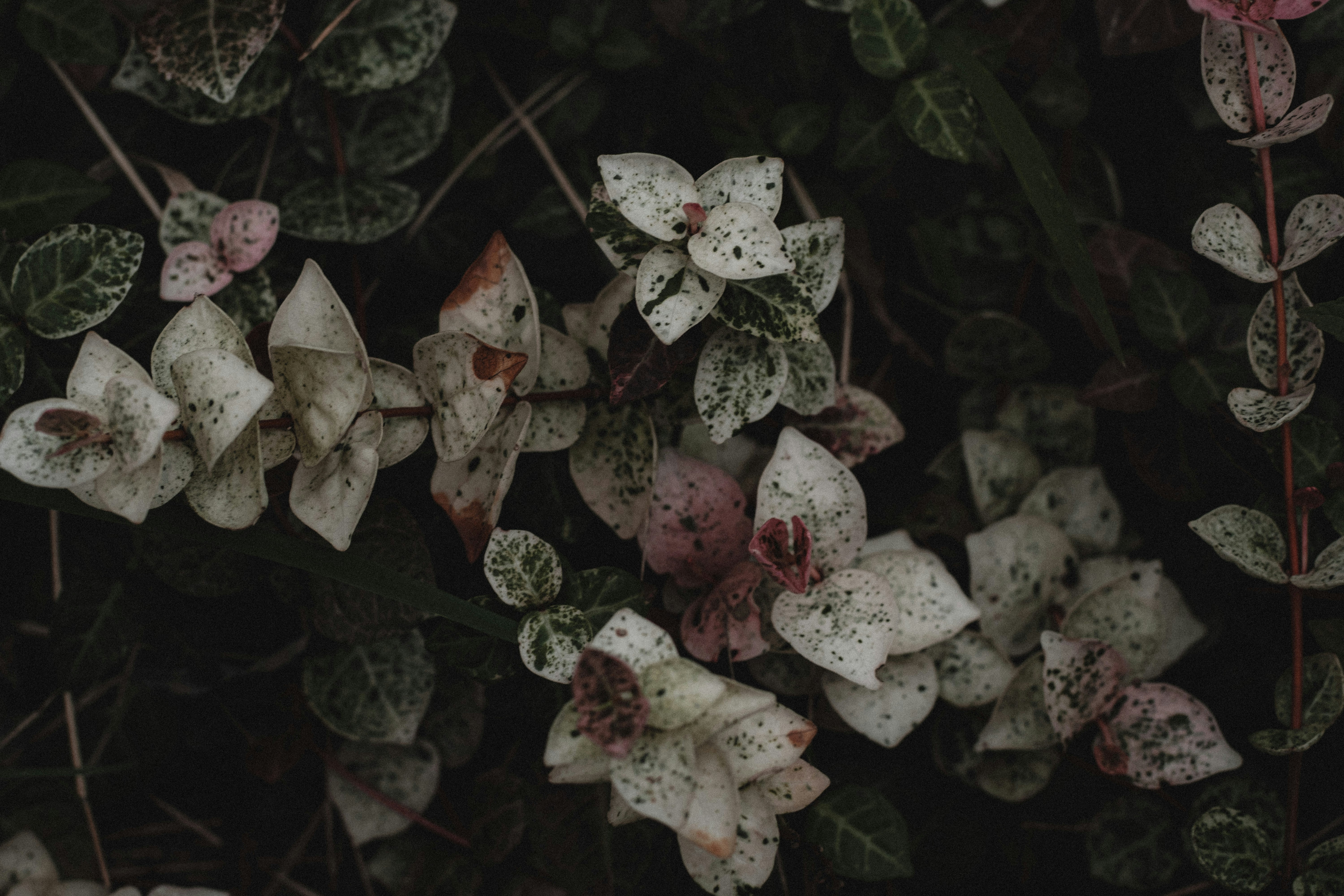 Photo by xiexianghua