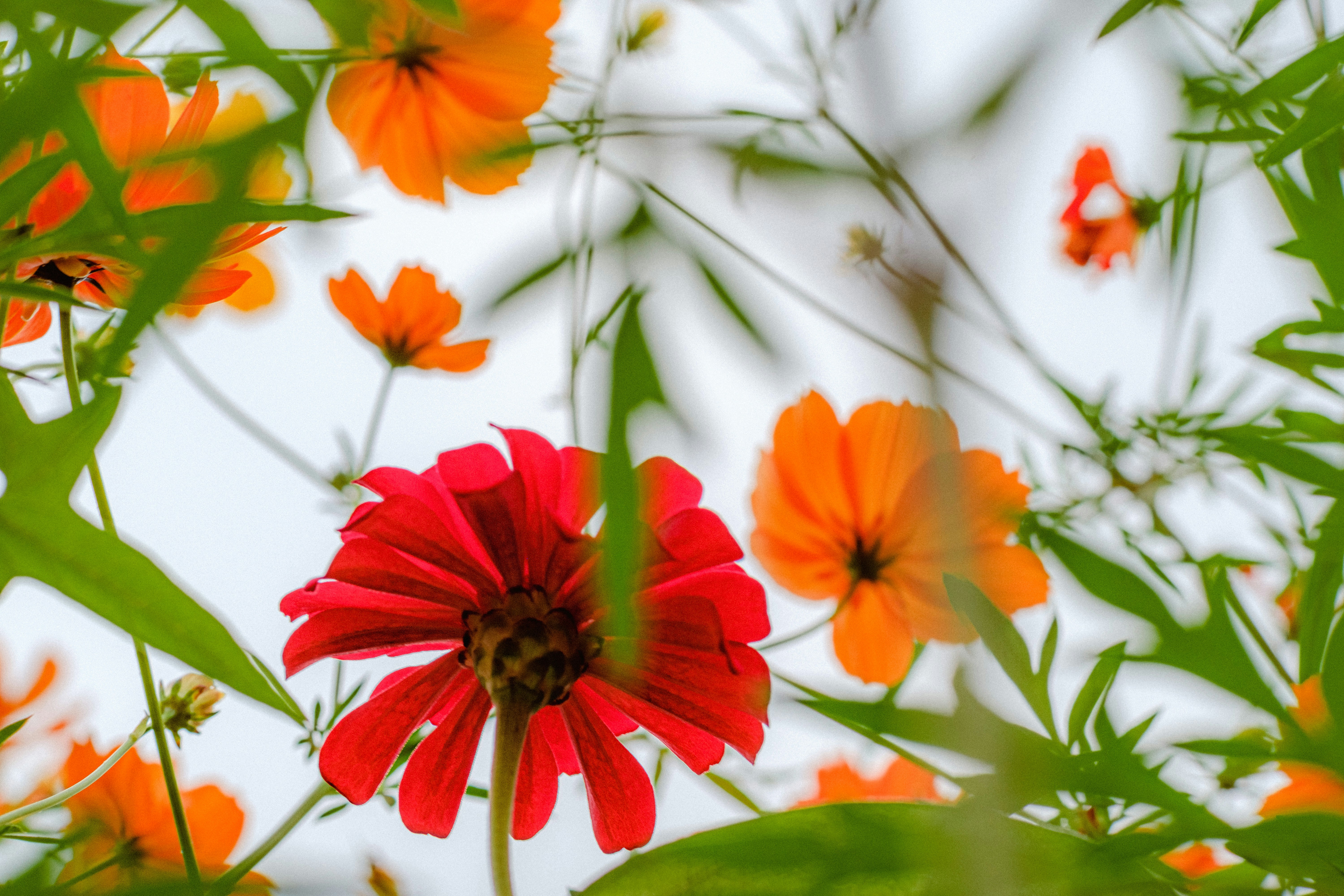 Photo by xiexianghua